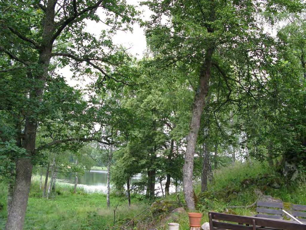 Områdets nummer: 16 Lokal och datum: Selknä Glänta i skogen där det växer en lind på 80 cm samt en knotig lind på 40 cm samt lindföryngring. Runtom är det barrskog med rel. stort inslag av ek.