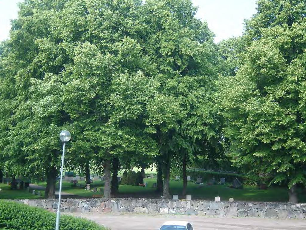 Områdets nummer: 44 Lokal och datum: Lännalöt mot väg 282 Skötselkategori: 6 Lind 40 cm samt ca 7 st x 10 cm på en tomt. Skötselförslag: Sköts tillfredställande.