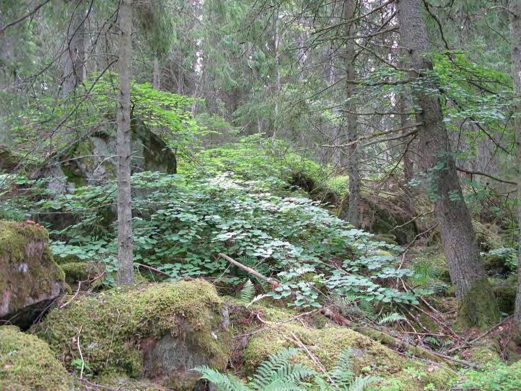 Område 97, Brännbol.