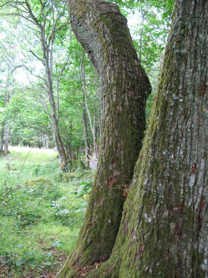 Områdets nummer: 124 Lokal och datum: Älvgärdet Skötselkategori: 4 En lind på ca 90 cm samt flera på ca 20 cm i en hassellund.