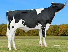 Francis Stmb nr 278 Kod nr 9-7638 F: Fageno M: Mariella Goliath Stmb nr 918 Kod nr 9-7532 F: Giant M: Delikat VG-85 MF: Destry MM: Massia MF: Edison MM: Daydream VG-88 MMF: Shottle MMM: MMF: