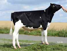 Larabee Stmb nr 91546 Kod nr 9-7414 F: Mogul M: Firebee GP-84 Louis PP Stmb nr 131 Kod nr 9-7550 F: Ladd P M: Midnite 13 MF: Bronco MM: Firesong VG-87 MF: Epic MM: Midnite 4 VG-86 MMF: Shottle MMM: