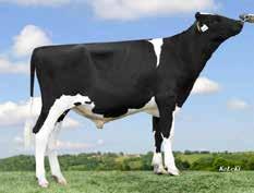 Nugget RDC Stmb nr 136 Kod nr 9-7586 F: Numero Uno M: Saskia VG-85 Popstar PP Stmb nr 281 Kod nr 9-7650 F: Powerball P M: MF: Destry MM: Saskia VG-87 MMF: Lawn Boy MMM: Sacha VG-89 MF: Ladd P MMF: