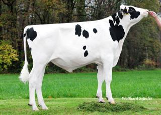 Presto Stmb nr 912 Kod nr 9-7551 F: Balisto M: Paige VG-87 Trend Stmb nr 280 Kod nr 9-7649 F: Tribune M: Sunday VG-85 MF: Numero Uno MM: Phantastic VG-87 MF: Mogul MM: Sushi VG-86 MMF: Xacobeo MMM: