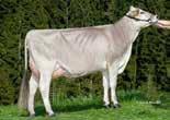 SPERMEX - Your reliable source of top genetics for all your breeding requirements! Konsortium "SUPERBROWN" Bozen und Trient Tel +39 0471 063800 Fax +39 0471 063801 E-Mail info@unvieh.