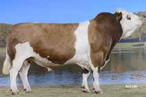 Flechvieh SPERMEX - Your reliable source of top genetics for all your breeding requirements! GOSSIP DE 09 44404 / geb 22.12.2009 Stat-Nr.