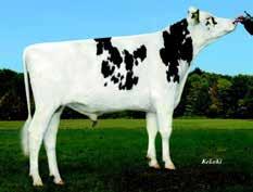 Dotterprövade Big Point Stmb nr 91436 Kod nr 9-7341 F: Bookem M: Juleika VG-86 Ikaro Stmb nr 91455 Kod nr 9-7368 F: Alta Iota M: Espania VG-85 MF: Man-O-Man MM: Jameika VG-86 MF: Shottle MM: Esprit
