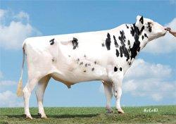 Jentin Stmb nr 91545 Kod nr 9-7413 F: Jeeves M: Ida 570 VG-85 Mabuse Stmb nr 919 Kod nr 9-7534 F: Man-O-Man M: Nikola EX-90 MF: Goldwin MM: Ivonne VG-85 MF: Shottle MM: Naomi VG-86 MMF: Ford MMM: