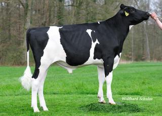 Motion Stmb nr 91430 Kod nr 9-7326 F: Mowanbo M: OH Wilsa VG-85 Genomiska Barolo Stmb nr 133 Kod nr 9-7571 F: Balisto M: KNS Dream Rock GP-84 MF: Shottle MM: OH Wick VG-88 MF: Shamrock MM: KNS