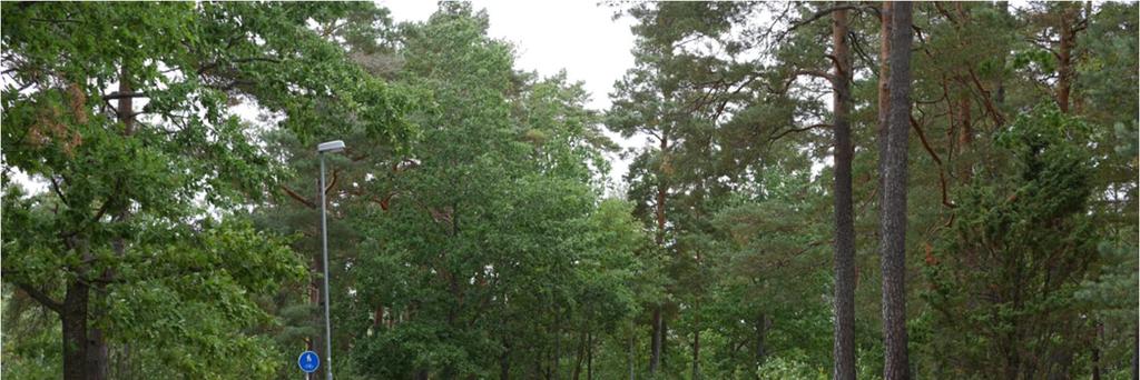 Skulle man lägga grus samt ta bort några små grenar här så är det en väldigt bra trav och galoppsträcka.