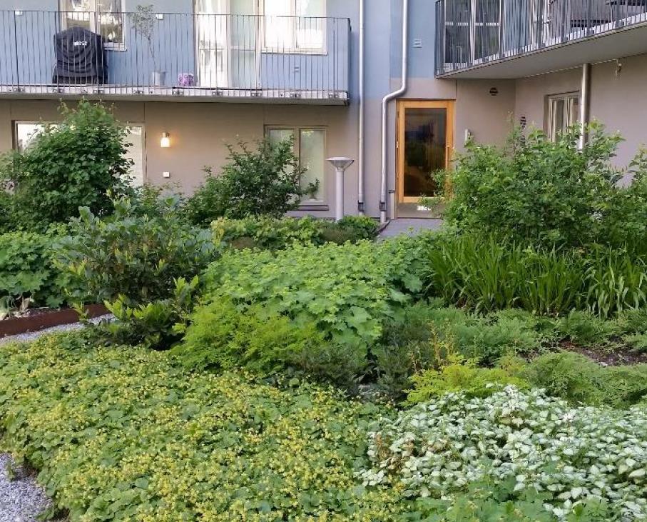 Figur 12 Grönytor på gård i Stockholm. 7.4 Gröna tak Gröna tak bidrar till att minska ett områdes avrinning på ett effektivt sätt.