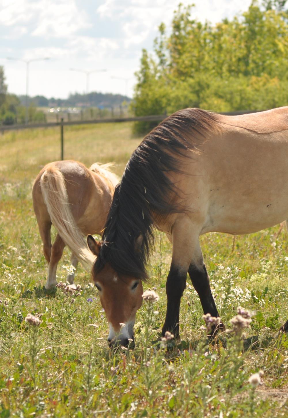 Ponnypyssel - Ålder Ålder: 7-12 år Våra hästläger vänder sig till barn i åldrarna 7-12 år.