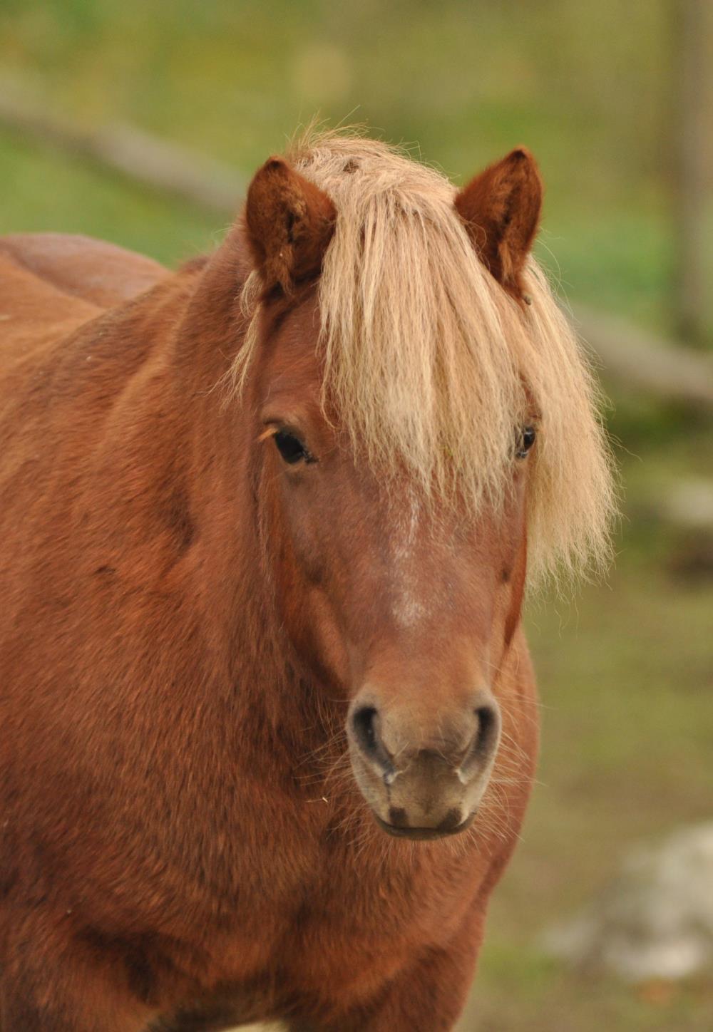 Ponnypyssel börjar varje dag Kl. 9 med samling.