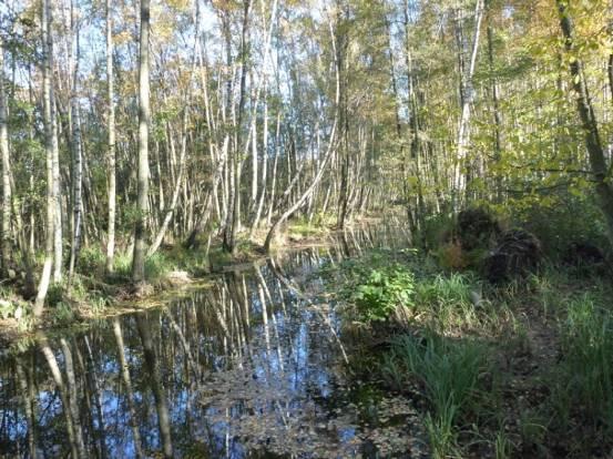 Vandringshinder Totalt har 28 vandringshinder noterats på de karterade sträckorna och omkring 40 m av fallhöjden tas upp av vandringshinder.