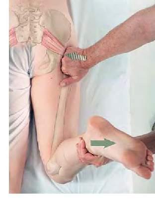 Gluteus maximus + Piriformis (cirkel) Rotera benet långsamt Tryck din knutna hand in i