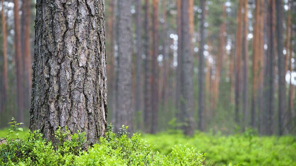 Innehåll Skogsvårdsarbeten Skogarnas naturvård Avverkningar och