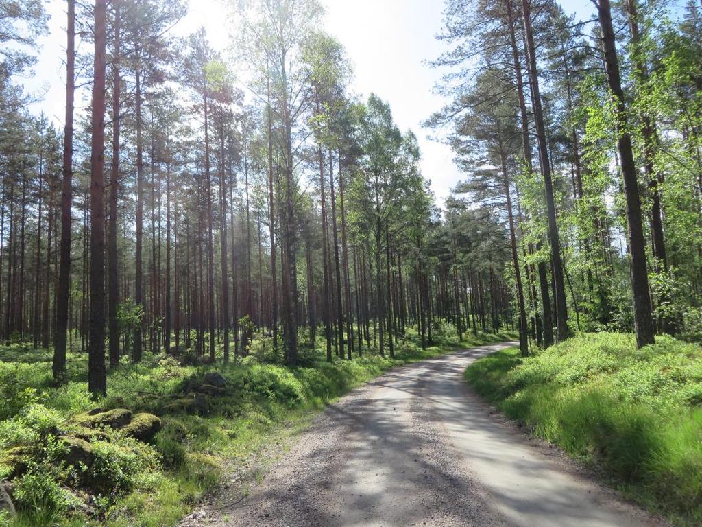 Vacker tallskog på norra