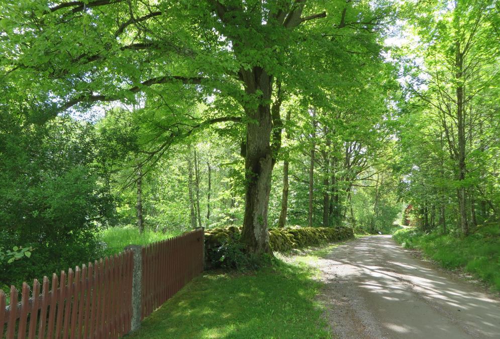Den vackra slingrande grusvägen, kantad med