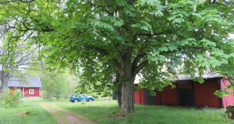 En liten välbevarad ålderdomlig ladugård (1860) i traditionellt skiftesverk