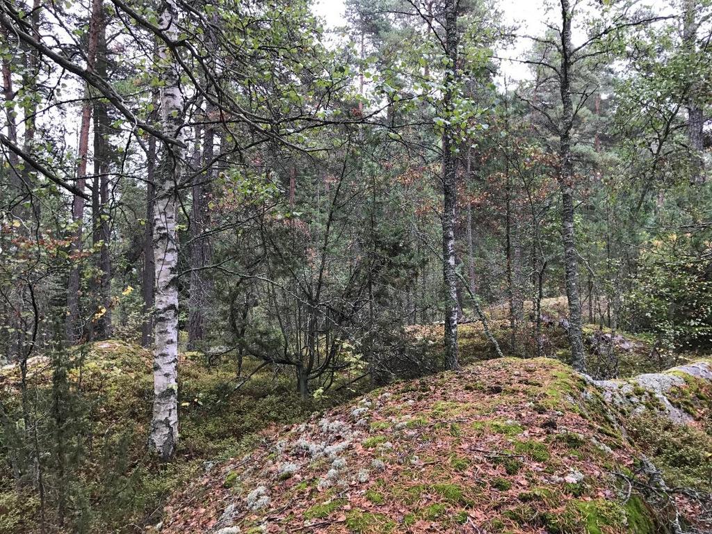 senare skett med både tall, gran och triviallöv som björk och asp. Igenväxningen inleddes sannolikt för ca 60 70 år sedan.