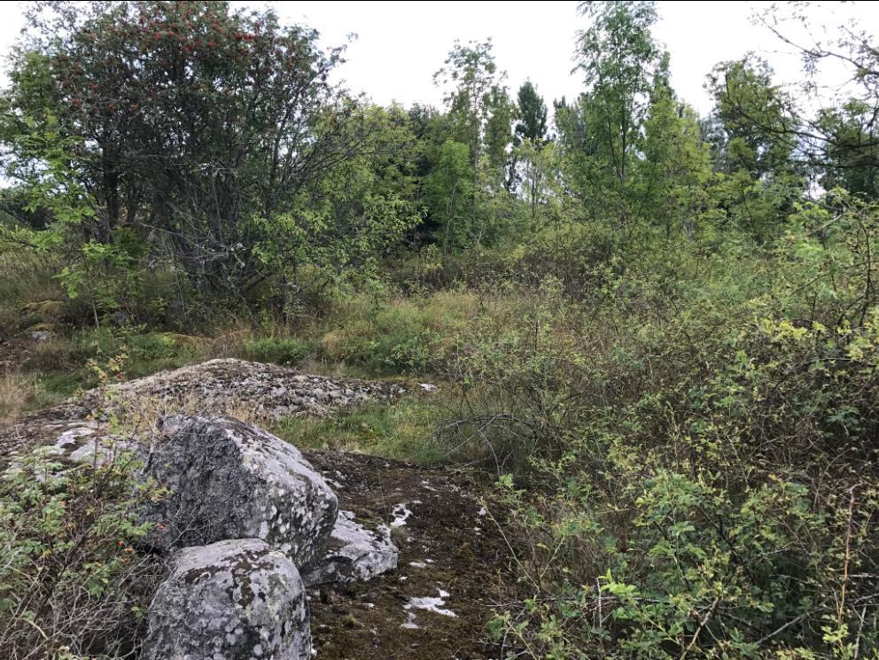 Figur 5. Igenväxande gräsmark med små rester av hagmarksflora. Gångvägar löper längs områdets västra kant och genom den södra delen.