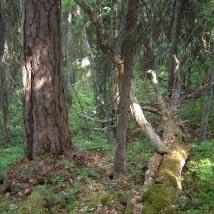 2572 Långberget, Hollsvattnet Kommun Boden Totalareal 136 ha Naturgeografisk region 29b Areal land 136 ha Objektskategori U1 Areal vatten 0 ha Markägare Sveaskog Areal produktiv skogsmark 93 ha