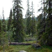 2878 Alep Tjeutjenåive Kommun Arjeplog Totalareal 981 ha Naturgeografisk region 33h Areal land 947 ha Objektskategori U2 Areal vatten 35 ha Markägare Sveaskog Areal produktiv skogsmark 830 ha