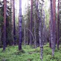 3742 Östra Havsträsk Kommun Boden Totalareal 65 ha Naturgeografisk region 30b Areal land 65 ha Objektskategori Lb Areal vatten 0 ha Markägare Sveaskog Areal produktiv skogsmark 63 ha Ovanför