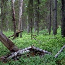 2546 Småträsk Kommun Boden Totalareal 215 ha Naturgeografisk region 30b Areal land 208 ha Objektskategori U1 Areal vatten 7 ha Markägare Sveaskog Areal produktiv skogsmark 192 ha Ovanför fjällnära