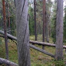 3027 Storklinten Kommun Boden Totalareal 50 ha Naturgeografisk region 30b Areal land 50 ha Objektskategori U1 Areal vatten 0 ha Markägare Sveaskog Areal produktiv skogsmark 25 ha Ovanför fjällnära