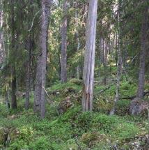 3013 Stasskölen Kommun Boden Totalareal 137 ha Naturgeografisk region 30b Areal land 135 ha Objektskategori Sö Areal vatten 2 ha Markägare Sveaskog Areal produktiv skogsmark 112 ha Ovanför fjällnära