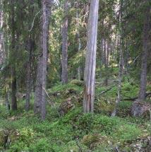 3013 Stasskölen Kommun Boden Totalareal 137 ha Naturgeografisk region 30b Areal land 135 ha Objektskategori Sö Areal vatten 2 ha Markägare Sveaskog Areal produktiv skogsmark 112 ha Ovanför fjällnära