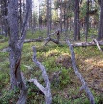 2931 Njuorokvaratj Kommun Arjeplog Totalareal 230 ha Naturgeografisk region 33h Areal land 201 ha Objektskategori U1 Areal vatten 28 ha Markägare Sveaskog Areal produktiv skogsmark 86 ha Ovanför