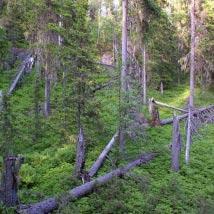 2540 Korgen-Stormyran Kommun Boden Totalareal 932 ha Naturgeografisk region 30b, 32c Areal land 931 ha Objektskategori U1 Areal vatten 1 ha Markägare Sveaskog Areal produktiv skogsmark 443 ha Ovanför