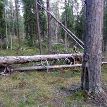 2939 Ballekvare-Reurivare Kommun Arjeplog, Arvidsjaur Totalareal 532 ha Naturgeografisk region 33h Areal land 524 ha Objektskategori U1 Areal vatten 8 ha Markägare Sveaskog Areal produktiv skogsmark