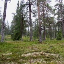 3006 Buoldanberget-Pielloape Kommun Jokkmokk Totalareal 951 ha Naturgeografisk region 32c Areal land 924 ha Objektskategori U1 Areal vatten 27 ha Markägare Sveaskog Areal produktiv skogsmark 477 ha