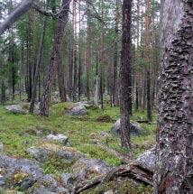 4514 Tjaraijåkkå Kommun Jokkmokk Totalareal 249 ha Naturgeografisk region 32c Areal land 240 ha Objektskategori U1 Areal vatten 9 ha Markägare Sveaskog Areal produktiv skogsmark 136 ha Ovanför