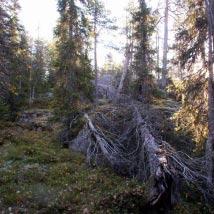 3858 Tällberget Kommun Kalix Totalareal 138 ha Naturgeografisk region 29b Areal land 138 ha Objektskategori U1 Areal vatten 0 ha Markägare Sveaskog Areal produktiv skogsmark 70 ha Ovanför fjällnära