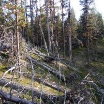 2960 Tjäpsåive-Balgestjåkkå Kommun Arjeplog Totalareal 1 622 ha Naturgeografisk region 33h Areal land 1 552 ha Objektskategori U2 Areal vatten 70 ha Markägare Fastighetsverket Areal produktiv