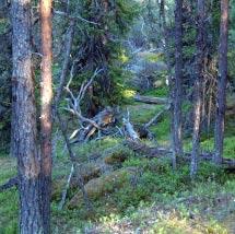 2528 Alpasberget Kommun Boden Totalareal 59 ha Naturgeografisk region 30b Areal land 59 ha Objektskategori U1 Areal vatten 0 ha Markägare Sveaskog Areal produktiv skogsmark 56 ha Ovanför fjällnära