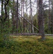 4506 Måffe Kommun Arjeplog Totalareal 728 ha Naturgeografisk region 33h Areal land 687 ha Objektskategori U2 Areal vatten 41 ha Markägare Fastighetsverket Areal produktiv skogsmark 189 ha Ovanför