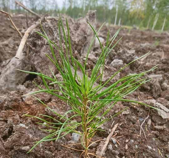 Årsredovisning 2018 Bot l tt p osp kter n sbolag vars verksamhet syftar til l att bygga långsikti gt akti eägarvärde Botnias verksamhet