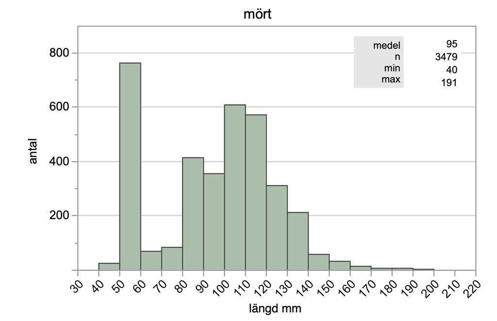 Figur 4. Gösens längdfördelning vid provfisket i Måsnaren 2018. Mörtens längdfördelning visas i figur 5.