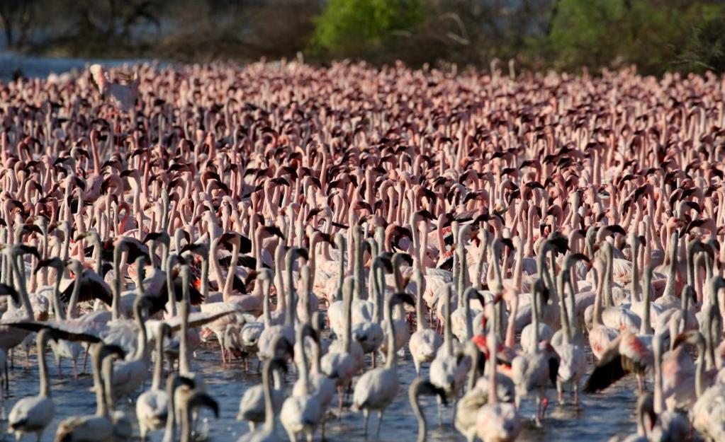 Lesser Flamingo. Foto: Daniel Bengtsson Artlista fåglar 1 Common Ostrich Struthio camelus massaicus (Struts) 12 Lake Baringo 19.9, 2 Lake Baringo 20.9 och upp till 30 Masai Mara 24-27.