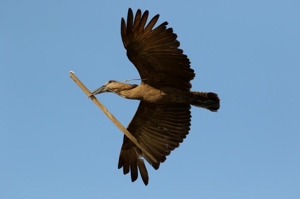 Hamerkop. Foto: Daniel Bengtsson 50 Hooded Vulture Necrosyrtes monachus (Kappgam) 10 längs vägen 22.