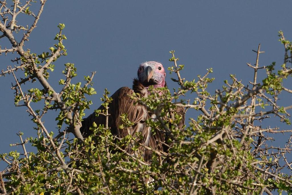 9 52 Rüppell's Vulture Gyps rueppelli rueppelli (Rüppellgam) 2 Masai Mara 24.9, 15 Masai Mara 25.9 och 3 Masai Mara 26.