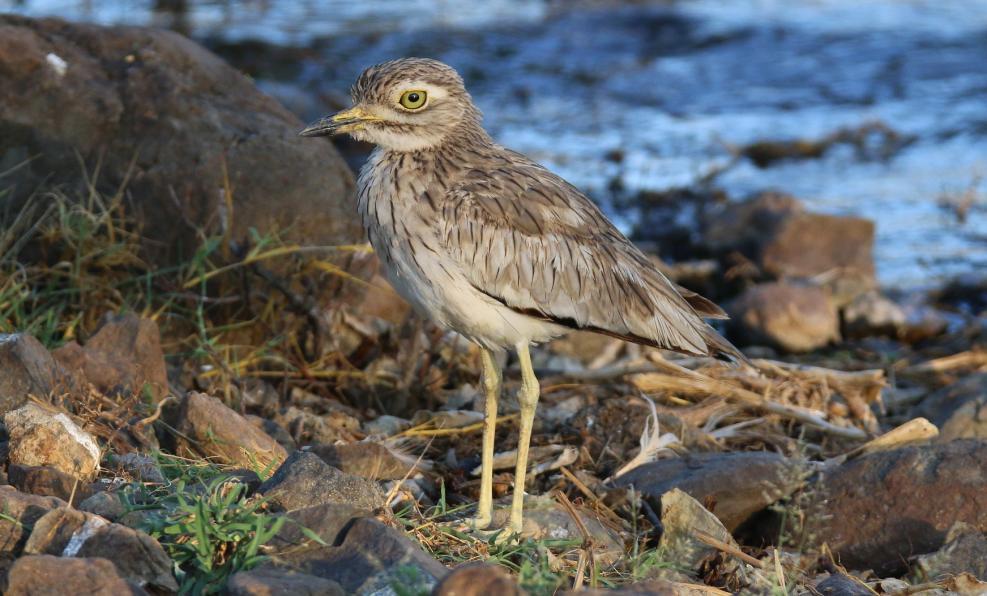 Foto: Daniel Bengtsson 78 Senegal Thick-knee Burhinus senegalensis (Senegaltjockfot) 2 Lake Bogoria 20.9 Senegal Thick-knee.