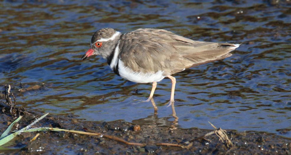 82 Blacksmith Lapwing Vanellus armatus (Smedvipa) 2 längs vägen 17.9, 2 Lake Nakuru 17.9 och 10 Lake Nakuru 18.9 83 Spur-winged Lapwing Vanellus spinosus (Sporrvipa) 1 Lake Baringo 19.