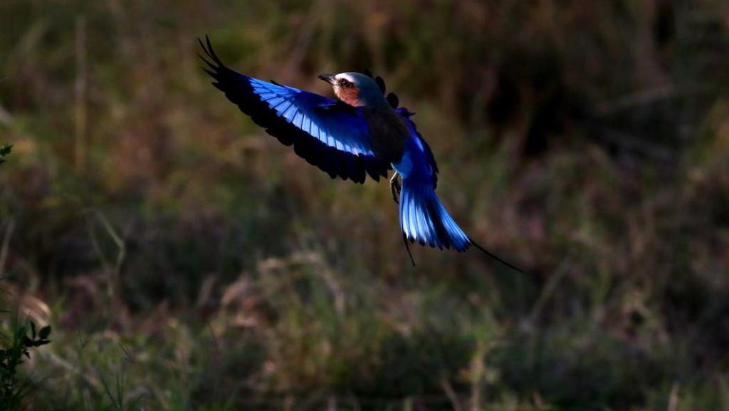 148 Lilac-breasted Roller Coracias caudatus caudatus (Lilabröstad blåkråka) Observerad 8 dagar totalt, max 15 Masai Mara 25.9 Lilac-breasted Roller.