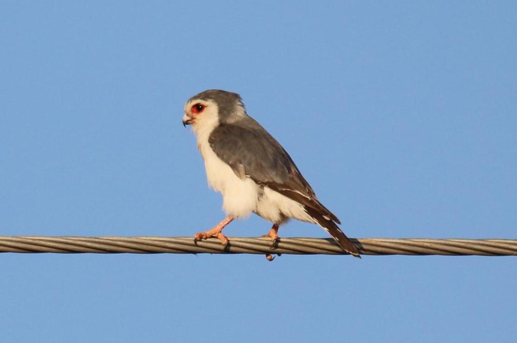 Pygmy Falcon. Foto: Alf Westergren 200 Fischer's Lovebird Agapornis fischeri (Fischers dvärgpapegoja) 3+2 Lake Nakuru 17-18.